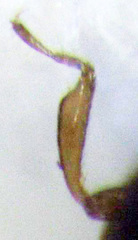 Corylophidae