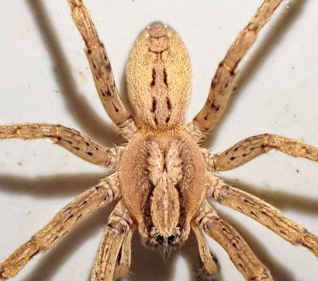 Zoropsis bilineata