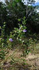Periandra mediterranea