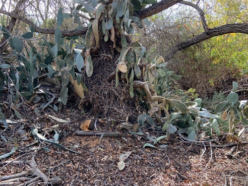 iNaturalist observation photo of Woodrats