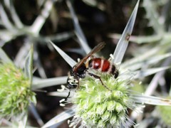 Colpa quinquecincta