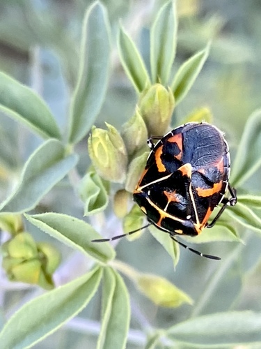 iNaturalist observation photo of Harlequin Bug