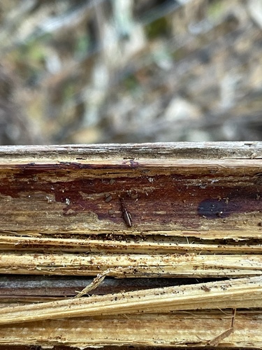 Stenotrupis prolixa observed 2024-12-04