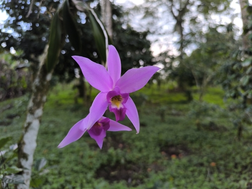 Laelia anceps, photograph 4
