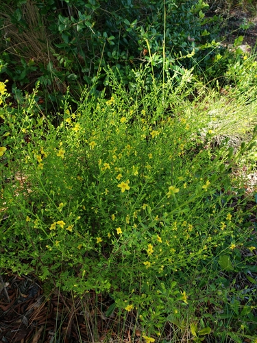 Piedmont blacksenna