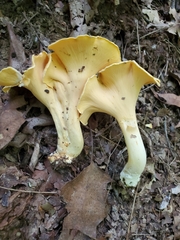 Cantharellus flavolateritius
