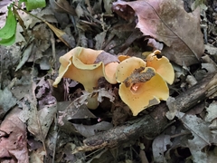 Cantharellus flavolateritius