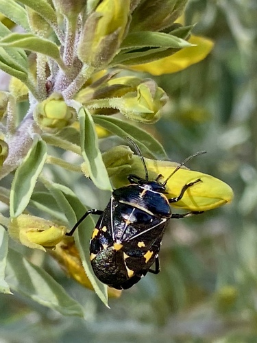 iNaturalist observation photo of Harlequin Bug