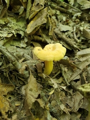 Cantharellus flavolateritius