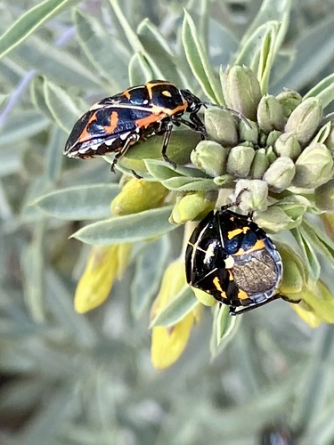 iNaturalist observation photo of Harlequin Bug
