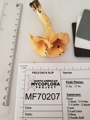 Cantharellus flavolateritius