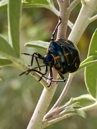 iNaturalist observation photo of Harlequin Bug