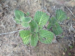 Streptocarpus meyeri
