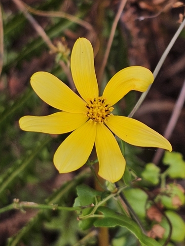 Image of Bidens mitis by (c) Patrick Belk, some rights reserved (CC BY)