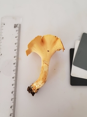 Cantharellus flavolateritius