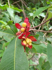 Ochna serrulata