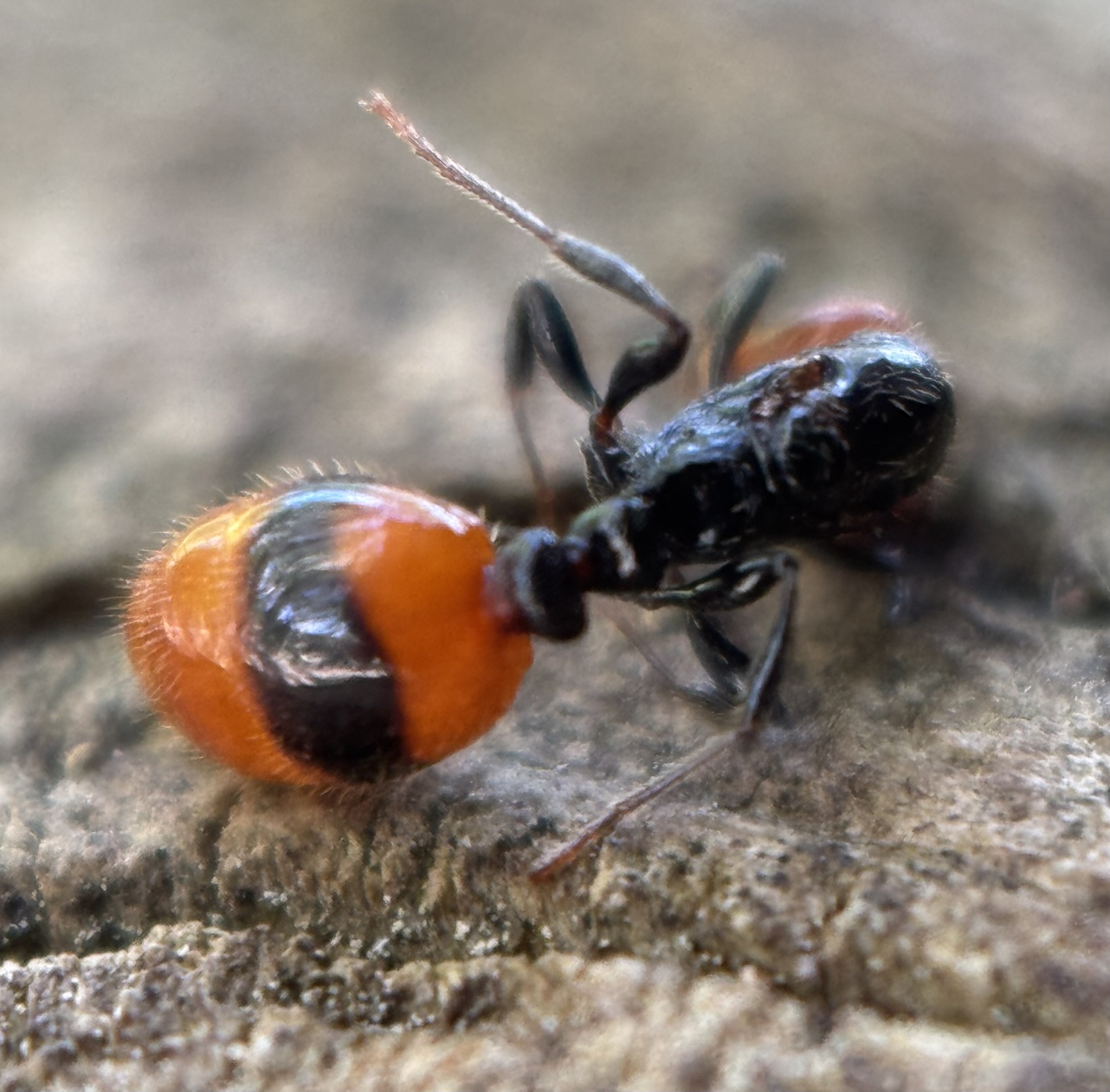 Chelaner burcherae