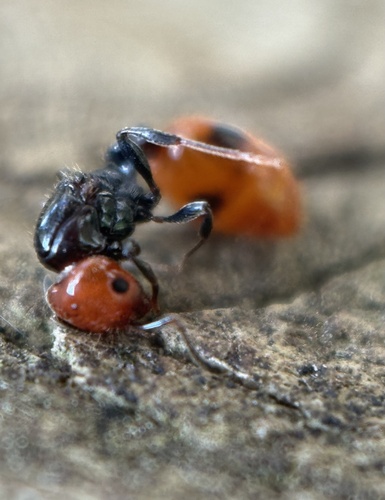 Chelaner burcheraeChelaner burcherae