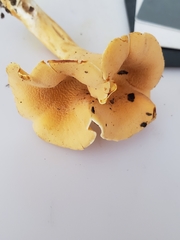 Cantharellus flavolateritius