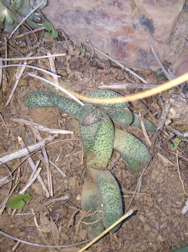 Gasteria vlokii, Cacadu, ZA-EC, ZA