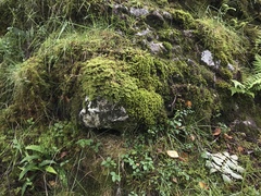 Racomitrium aquaticum