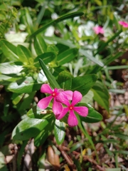 Catharanthus roseus image