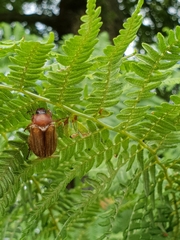 Amphimallon solstitiale