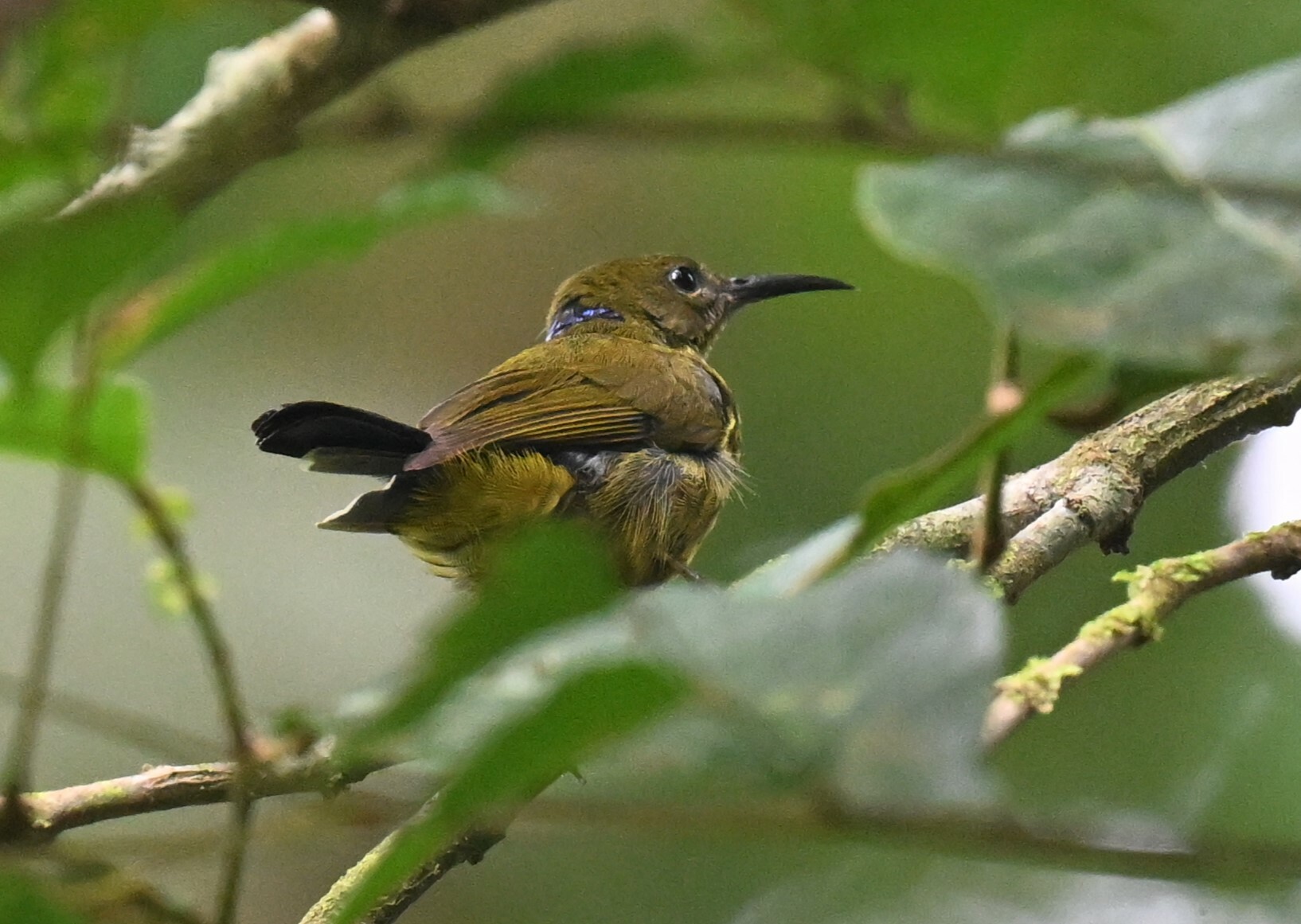 Purple-naped Spiderhunter