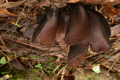 Wynnea americana