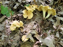 Cantharellus flavolateritius