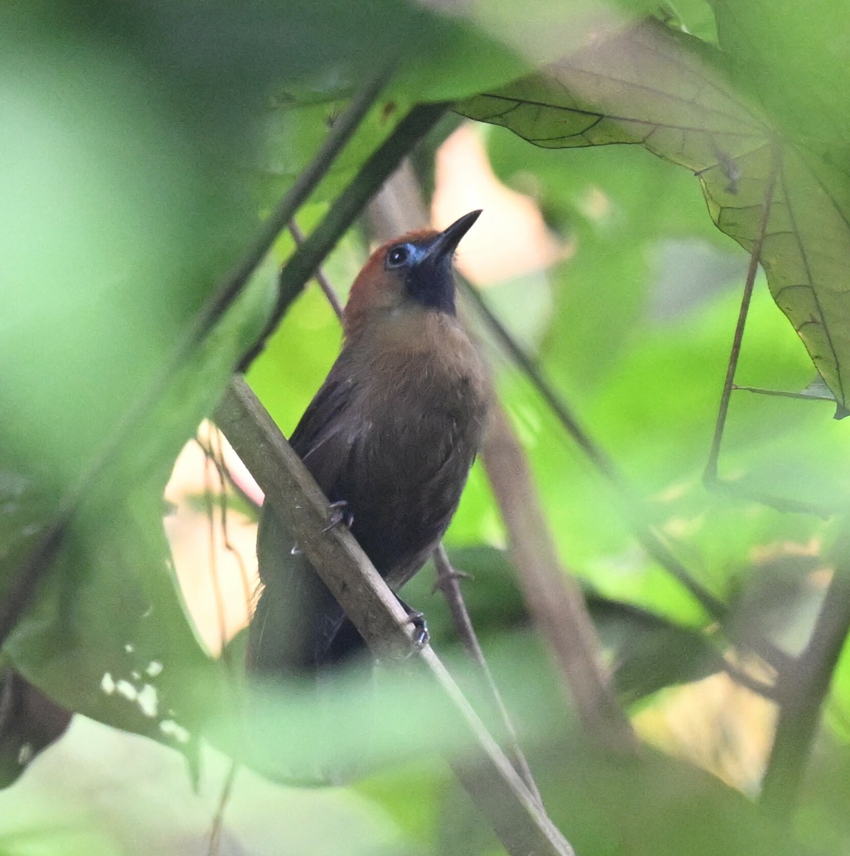 Fluffy-backed Tit-Babbler (Macronus ptilosus), photo 8