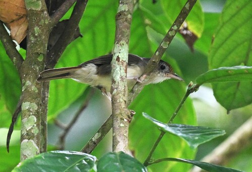 Scaly-crowned Babbler (Malacopteron cinereum), photo 10