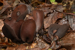 Wynnea americana