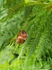 Amphimallon solstitiale