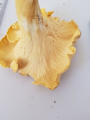 Cantharellus flavolateritius