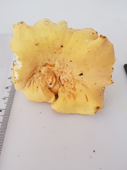 Cantharellus flavolateritius