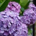 Mophead Hydrangea - Photo (c) miyuu, some rights reserved (CC BY-NC)