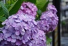 Mophead Hydrangea - Photo (c) miyuu, some rights reserved (CC BY-NC)