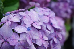 Hydrangea macrophylla