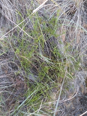 Thesium scandens