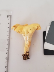 Cantharellus flavolateritius