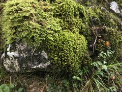 Racomitrium aquaticum