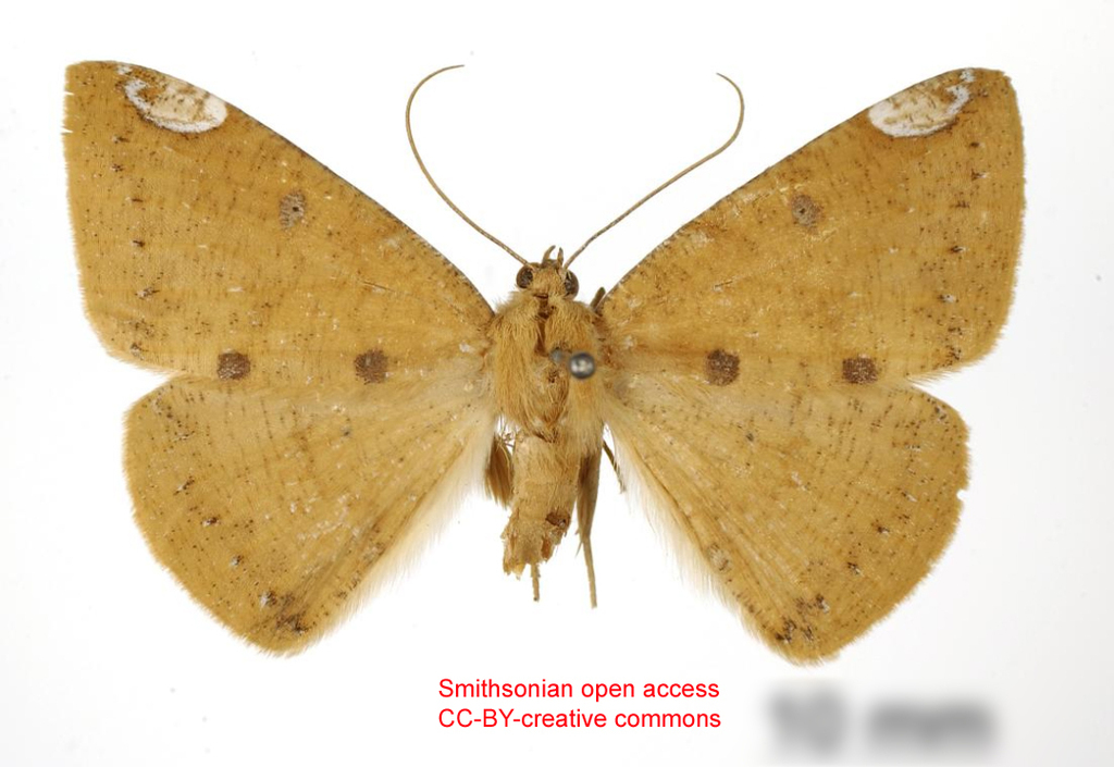 Herbita ulpianaria