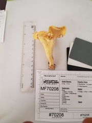 Cantharellus flavolateritius