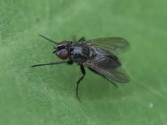 Phyto melanocephala