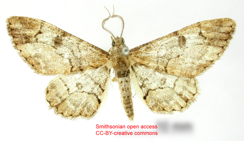 Iridopsis commixtata