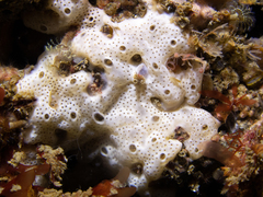 Lissoclinum perforatum