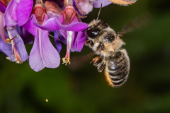 Megachile