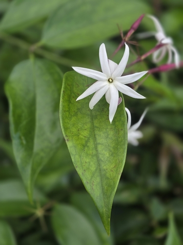 Jasminum laurifolium, photograph 2