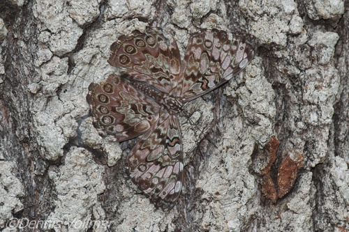 Guatemalan Cracker photo 5